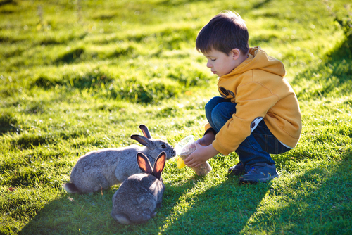 Un enfant joue dans l'herbe avec deux lapins
