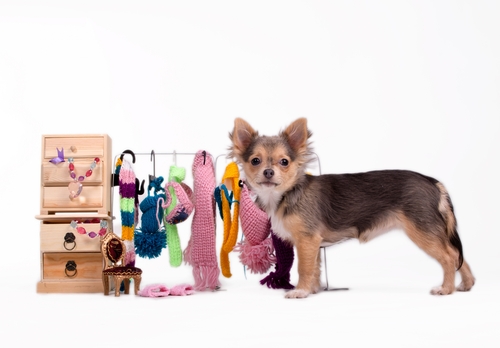 Oserez-vous confectionner des vêtements pour votre chien ?
