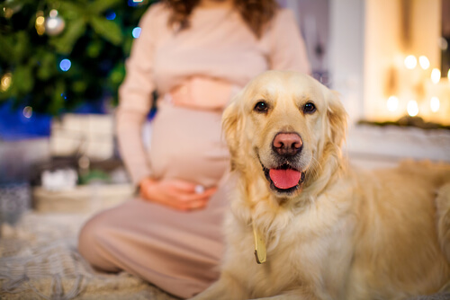 Un chien se tient couché devant une femme enceinte