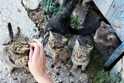 un groupe de chat nourris