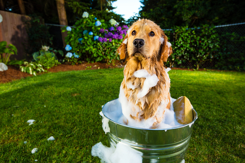 Nos meilleurs conseils pour donner un bain à votre chien