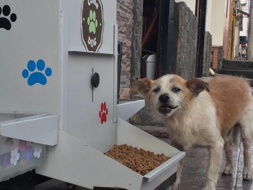 6000 chiens ont bénéficié du distributeur de nourriture ComeDog
