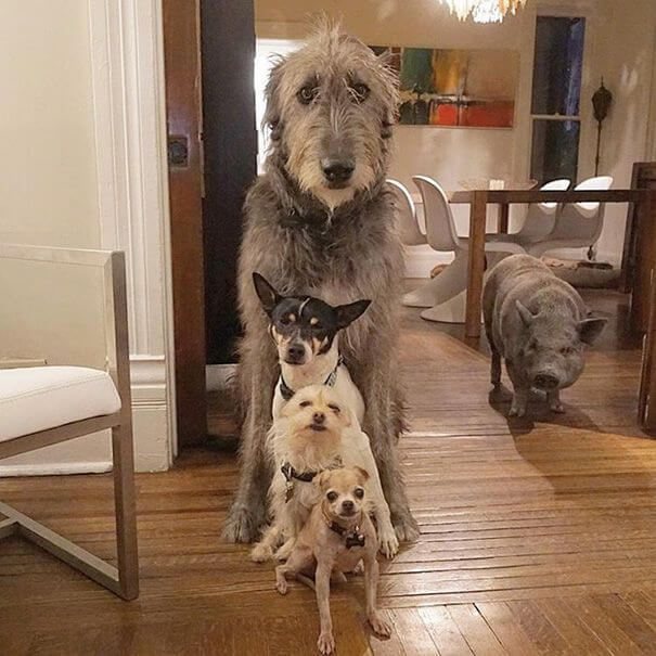 Une photo des chiens et du cochon, tous ensemble
