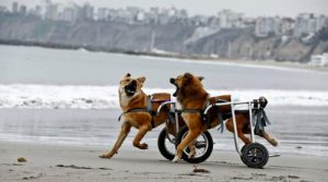 Le Pérou ouvre un refuge pour chiens handicapés
