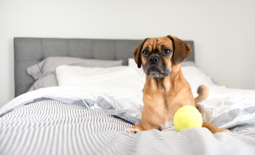 un petit chien entrain de jouer à la balle dans le lit