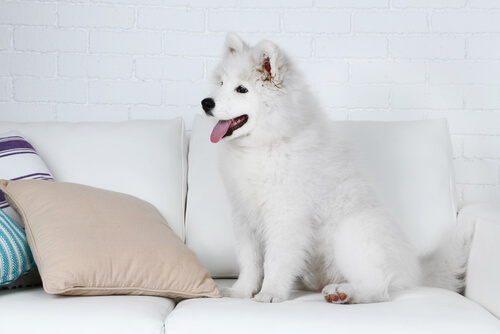 Un jeune chien blanc installé sur un canapé