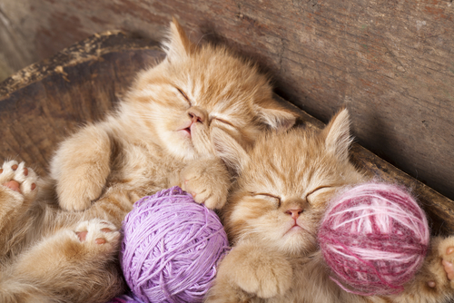 Deux chatons roux dorment avec de petites pelotes de laines entre leurs pattes