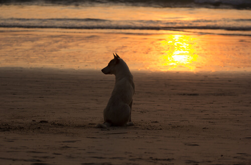 Un chien assis sur la plage au coucher du soleil