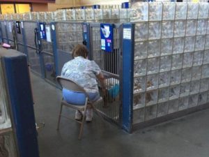 Une dame lit des livres à des chiens d’un refuge pour qu’ils ne se sentent pas seuls