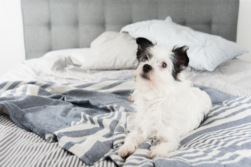 un chien l'air curieux installé sur un lit défait