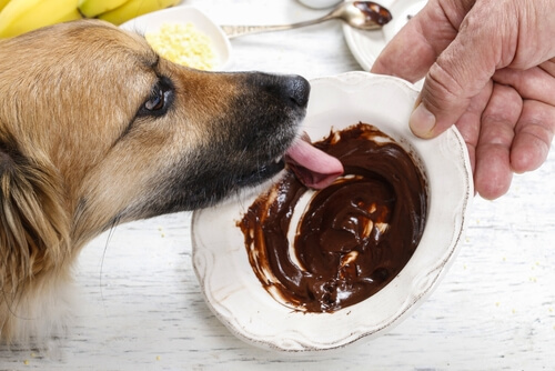 un chien lèche une assiette de chocolat