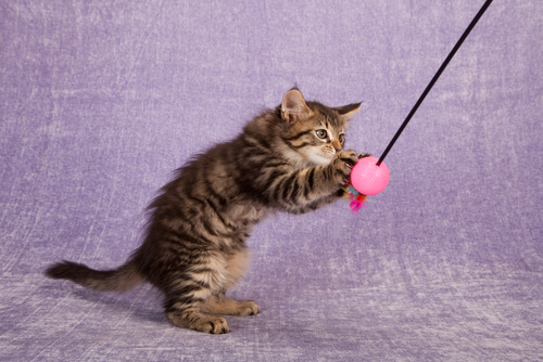 chaton qui joue avec un tige avec des plumes et jouets