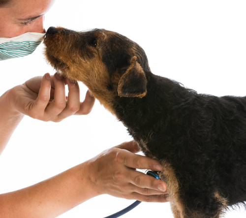un vétérinaire ausculte un chien