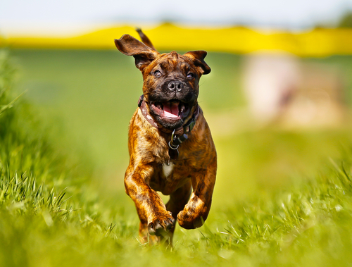 un chien court dans l'herbe, l'air heureux