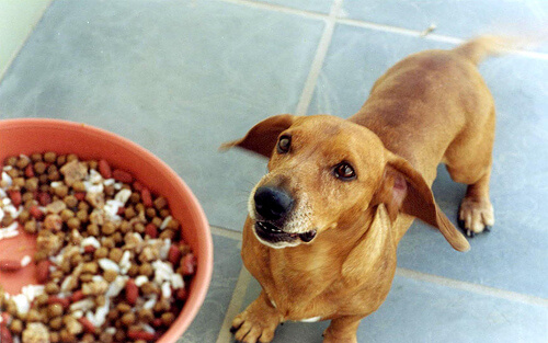 Un chien attend impatiemment face à son maître qui tiens une gamelle de croquettes mix