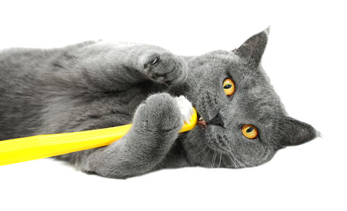 Un chat gris joue avec une brosse à dents jaune