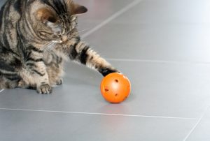 chat qui joue à la balle