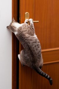 chat qui ouvre la porte