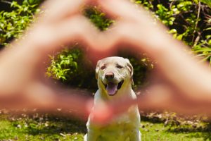 L'importance du régime alimentaire pour le cœur des chiens