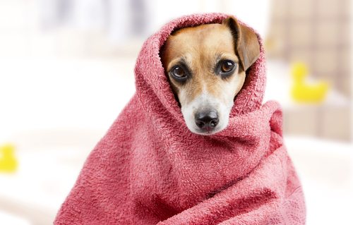 Préparez votre chien pour le bain : comment lui enlever sa peur et ce dont vous avez besoin