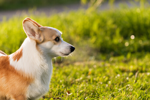 Un chien de petite taille se tient dans l'herbe au soleil