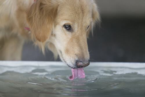 Un chien boit dans un bassin