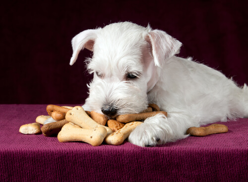 Un petit chien blanc face à un tas de biscuits