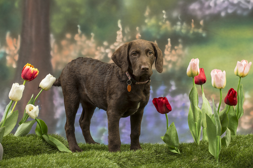 chien au milieu de tulipes
