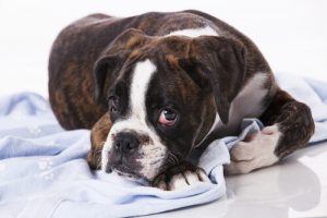 Qu'est-ce qui brise le cœur de votre chien ?