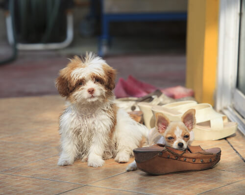 deux petits chiens installés près des chaussures de leurs maîtres