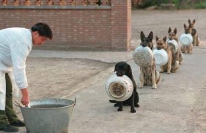 16 chiens attendent leur tour pour aller manger