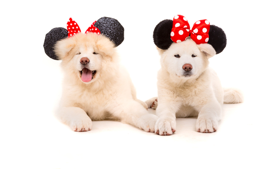 chiens déguisés avec les oreilles de Minnie