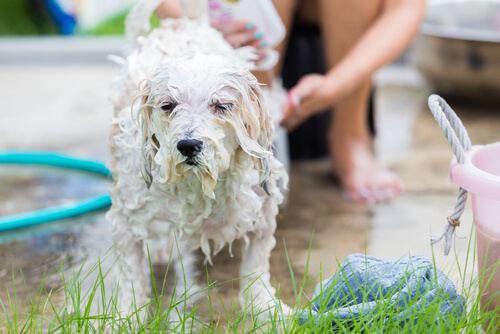 Un propriétaire prend soin de son chien en le lavant