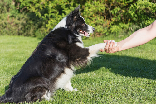 Un chien met sa patte dans la main de son propriétaire pour faire la paix