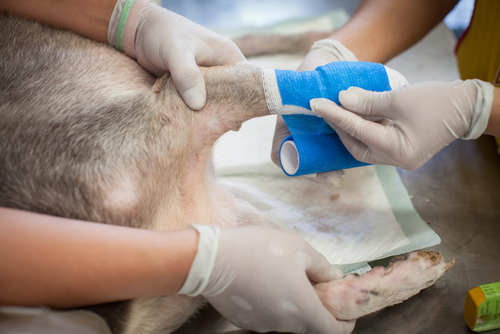 chien recevant une transfusion sanguine par des vétérinaires