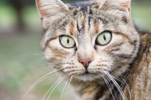 Curiosités sur les yeux des chats