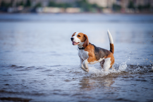 un beagle dans l'eau
