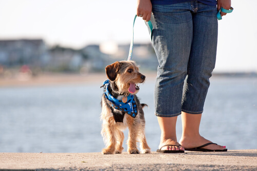 Un chien promené par sa maitresse près de la plage
