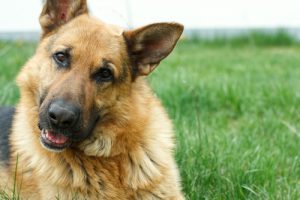 Les dix races de chiens allemandes les plus populaires