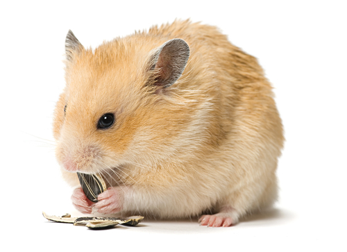 un hamster mange des graines de tournesol
