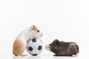 Les principales races de hamsters