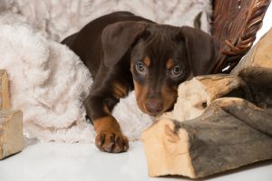Comment aider votre chien à surmonter la perte d'un autre animal