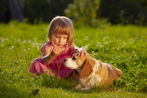 Une petite fille joue avec un Beagle