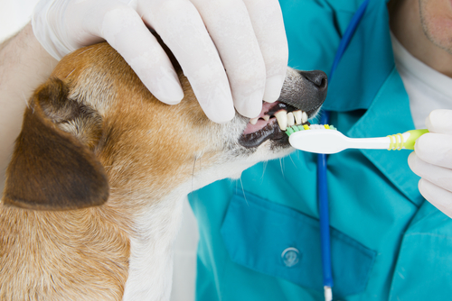 un vétérinaire brosse les dents d'un chien