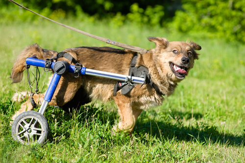 un chien handicapé avec des roues aux pattes arrières