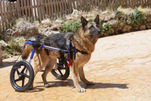 Adopter un animal handicapé, une décision responsable