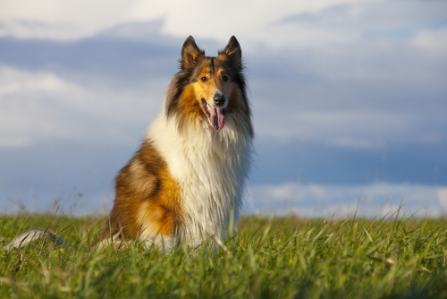 Lassie, la chienne collie