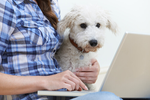 Un chien assis dans les bras de sa maîtresse qui utilise son ordinateur portable