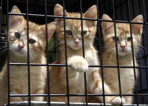 three kittens in a cage