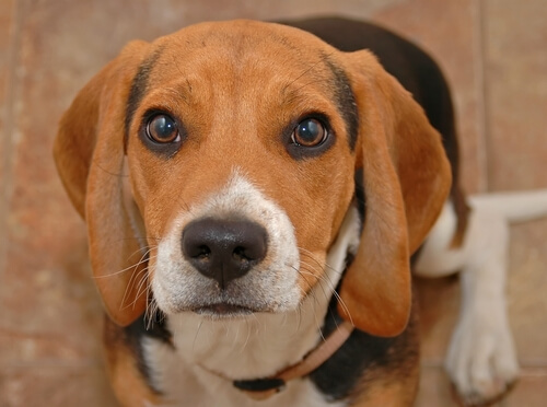 un jeune beagle avec les yeux propres